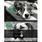 webáruház készítés  Fekete- szürke Animal Shelter honlap sablon 
