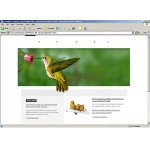 webáruház készítés  Fehér és zöld madarak honlap sablon 