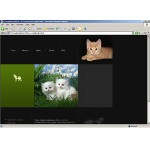 webáruház készítés  Black Cat honlap sablon 